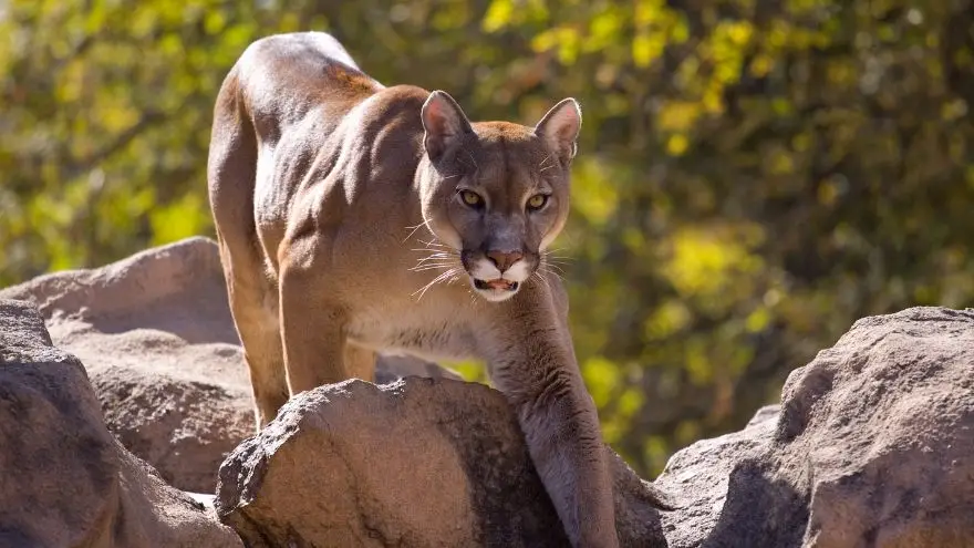 American Animals: Exploring the Diverse Wildlife of the United States