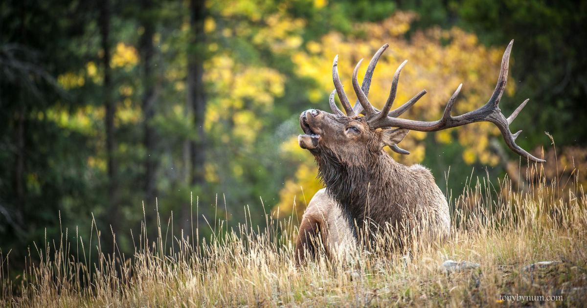 Different Animals From the Western States