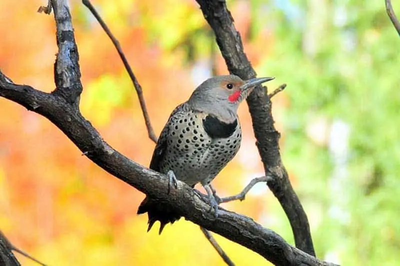 North American Animal List: Exploring the Diverse Wildlife of the Continent