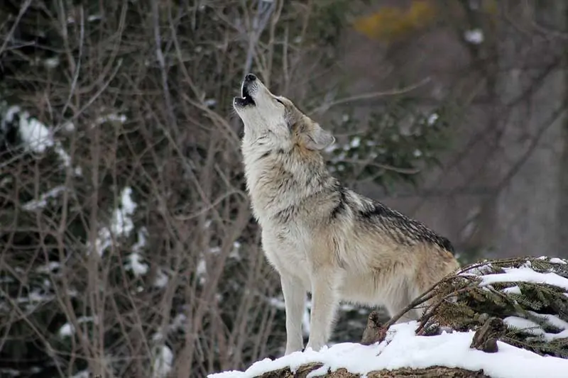 North American Animals List: Explore the Fascinating Wildlife of the Continent