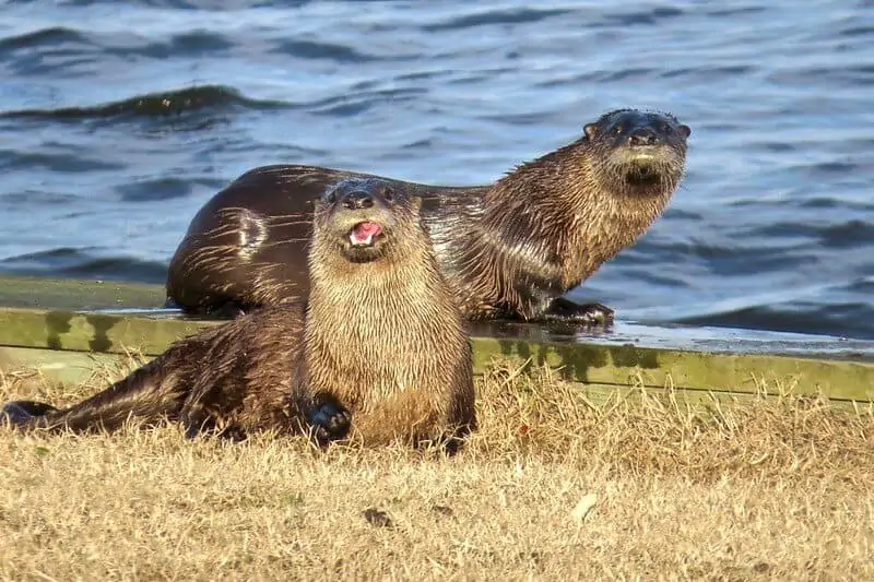 River Animals in the United States: Exploring the Diverse Aquatic Life