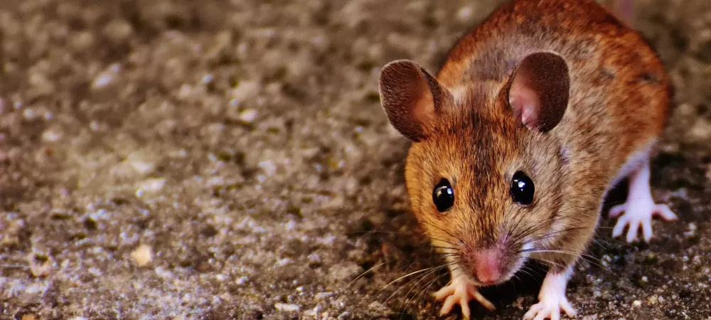 Where Do Deer Mice Live: Understanding the Habitat of Peromyscus maniculatus