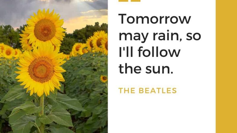 Positive Sunflower Quotes