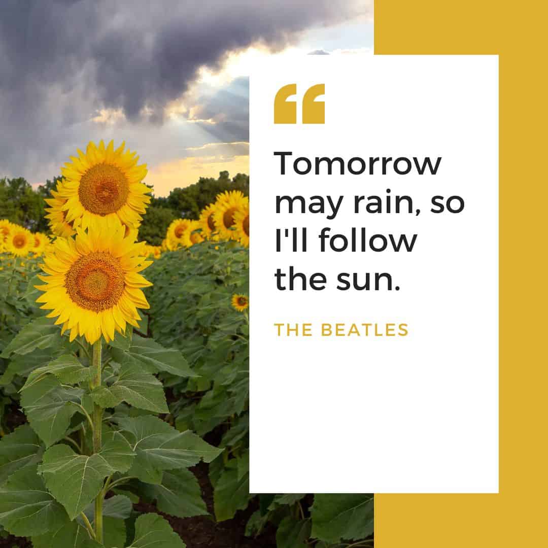 Positive Sunflower Quotes