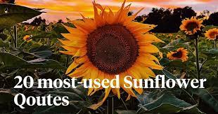 Sunflower Pictures With Quotes