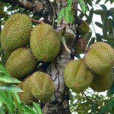 Durian Fruit