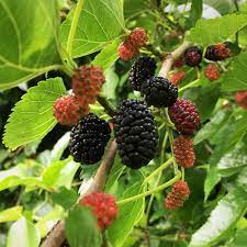 Mulberry Tree