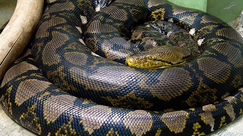 16 Foot Python Australia