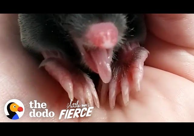 Baby Mole