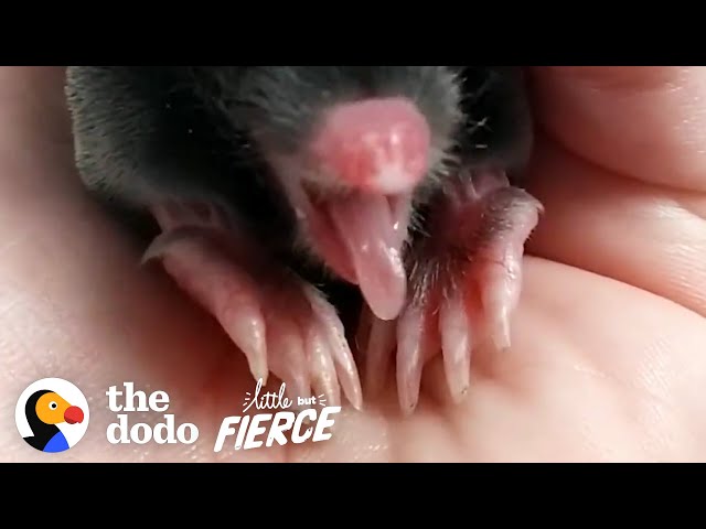 Baby Mole