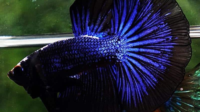 Black Betta Fish