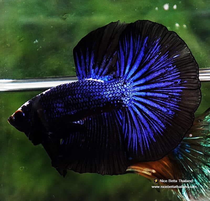 Black Betta Fish