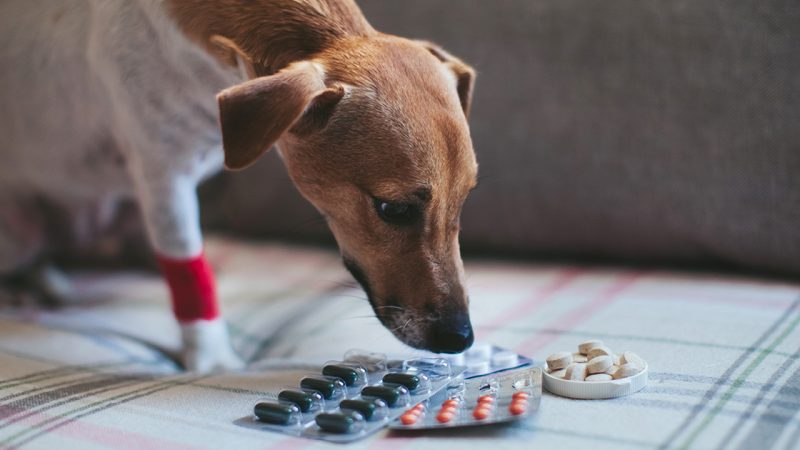 Fluoxetine for Dogs