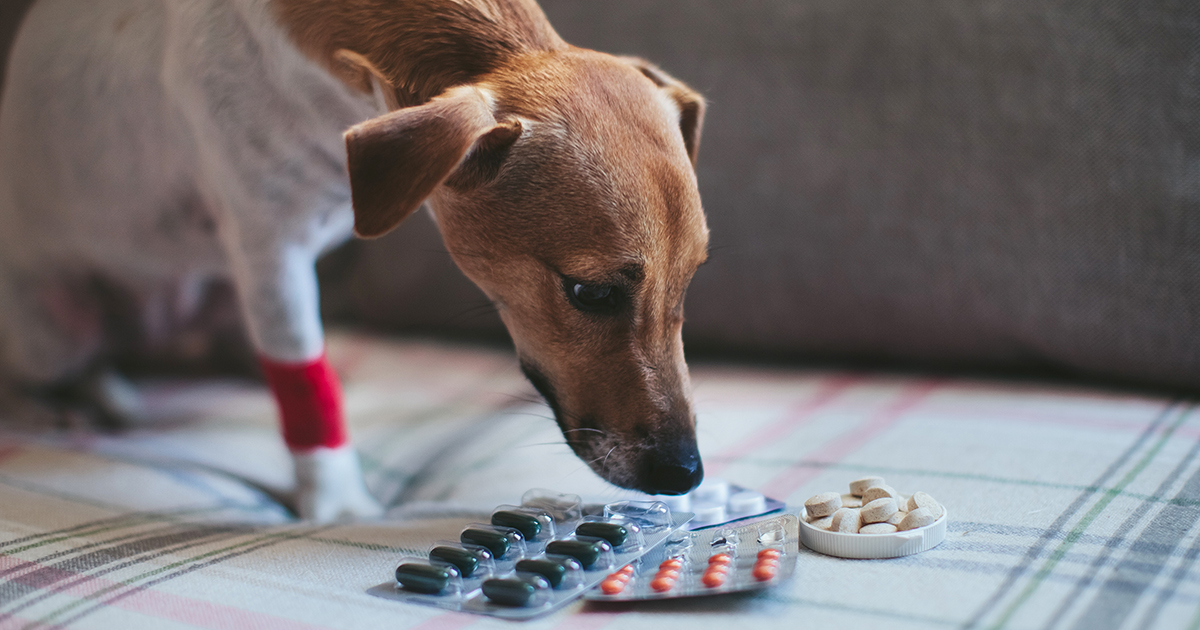 Fluoxetine for Dogs