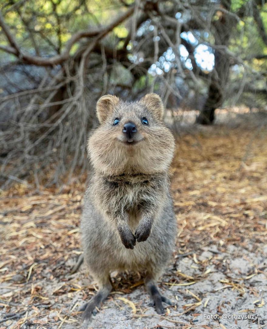 Happiest Animal On Earth