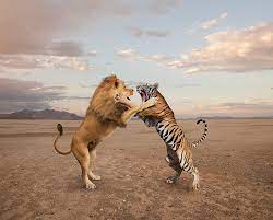 Lion Vs Tiger