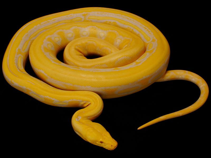 Yellow Snake