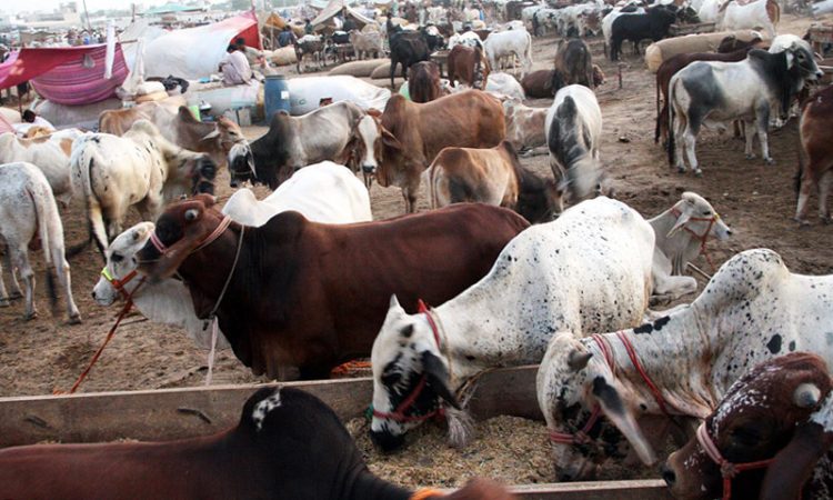 Cattle Market Prices: An In-Depth Analysis