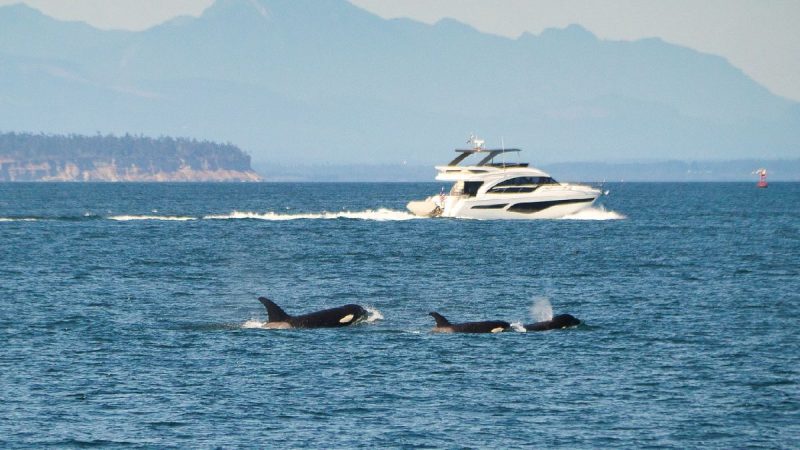 Orcas Attacking Boats: Unraveling the Mystery Behind These Marine Predators’ Unusual Behavior