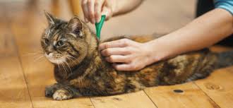 Cat Flea Medicine: A Comprehensive Guide to Choosing and Using Flea Treatment for Your Cat